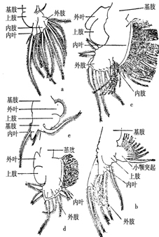 14 滤食性胸肢.jpg