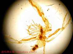 15 捕食性胸肢.jpg