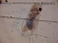 25 长肢秀体溞.jpg