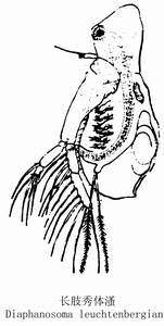 26 长肢秀体溞.jpg