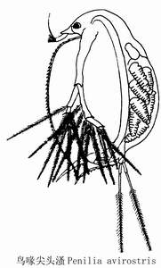 27 鸟喙尖头溞.jpg