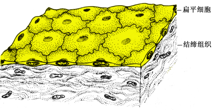 单层扁平上皮模式图
