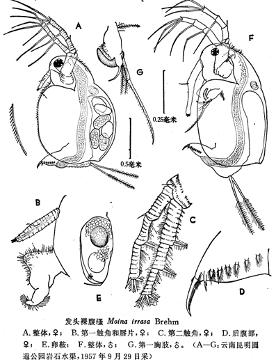 38 发头裸腹溞.jpg