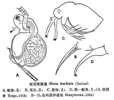 39 短型裸腹溞.jpg