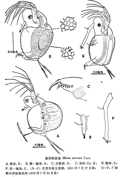 40 微型裸腹溞.jpg