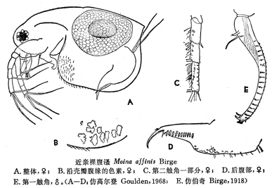 41 近亲裸腹溞.jpg