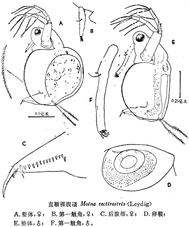 42 直额裸腹溞.jpg