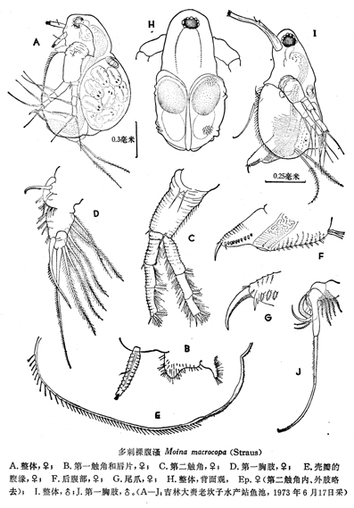 43 多刺裸腹溞.jpg