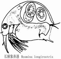 45 长额象鼻溞.jpg