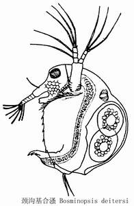 47 颈沟基合溞.jpg