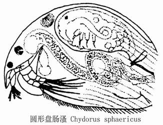 48 圆形盘肠溞.jpg