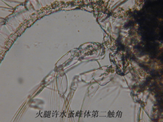 4 第二触角.jpg
