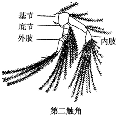 5 第二触角.jpg