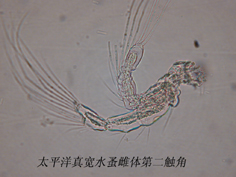 7 第二触角.jpg