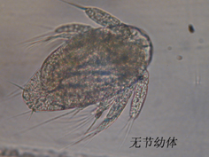 28 无节幼体.jpg