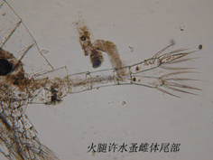 30 哲水蚤尾叉.jpg