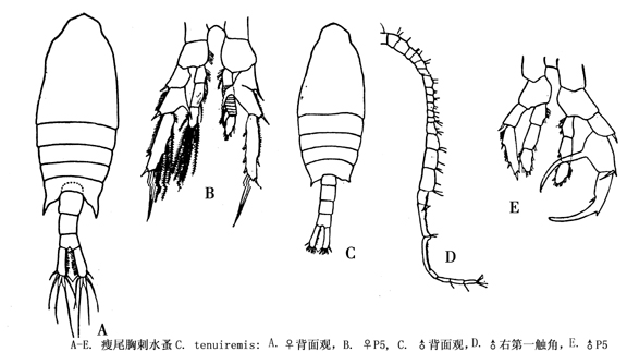 36 瘦尾胸刺水蚤.jpg