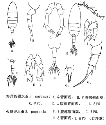 39 伪镖水蚤科.jpg