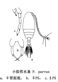 40 拟哲水蚤属.jpg