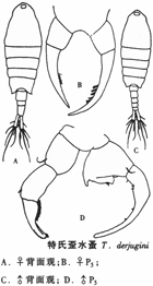 41 歪水蚤科.jpg