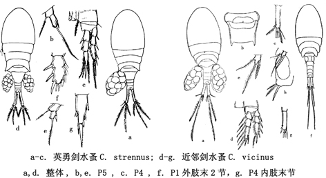 42 英勇剑水蚤.jpg