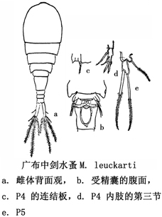 43 广布中剑水蚤.jpg