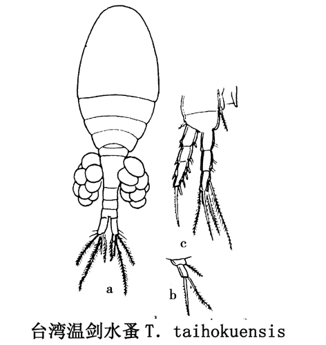 44 台湾温剑水蚤.jpg