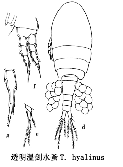 45 透明温剑水蚤.jpg
