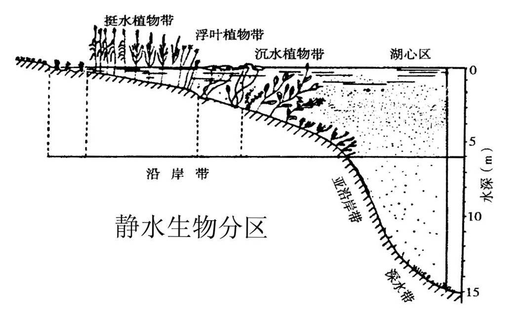 2 水生植被分布.jpg