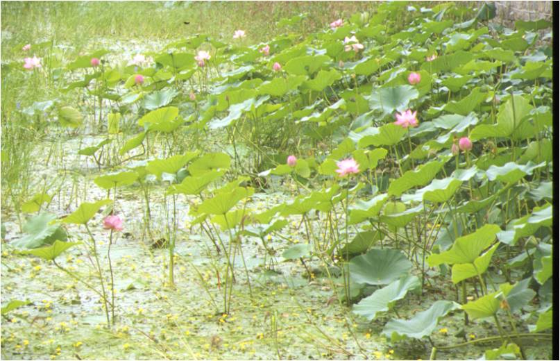 56 莲.jpg
