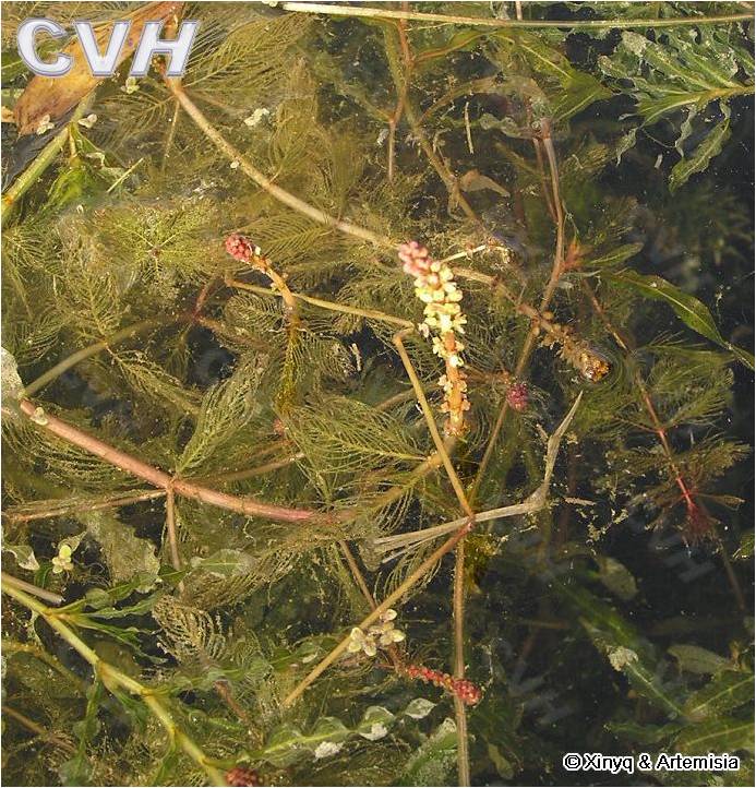 75 穗状狐尾藻.jpg