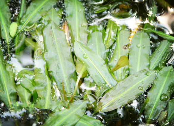 86 竹叶眼子菜.jpg