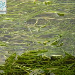 89 龙须眼子菜.jpg