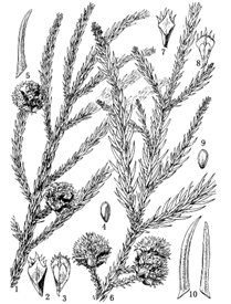 图36 柳杉Cryptomeria japonica var