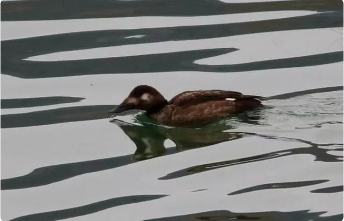 176234a8862fad53e6cea58495b5939 176234a8862fad53e6cea58495b5939.png