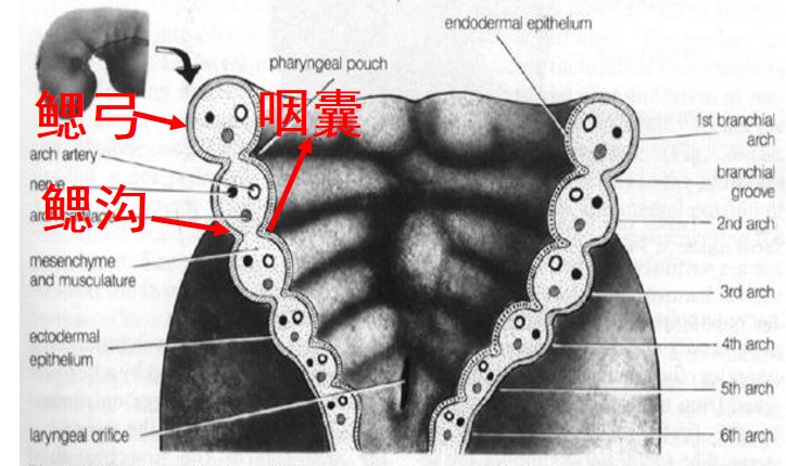 1-3鰓弓和咽囊.jpg