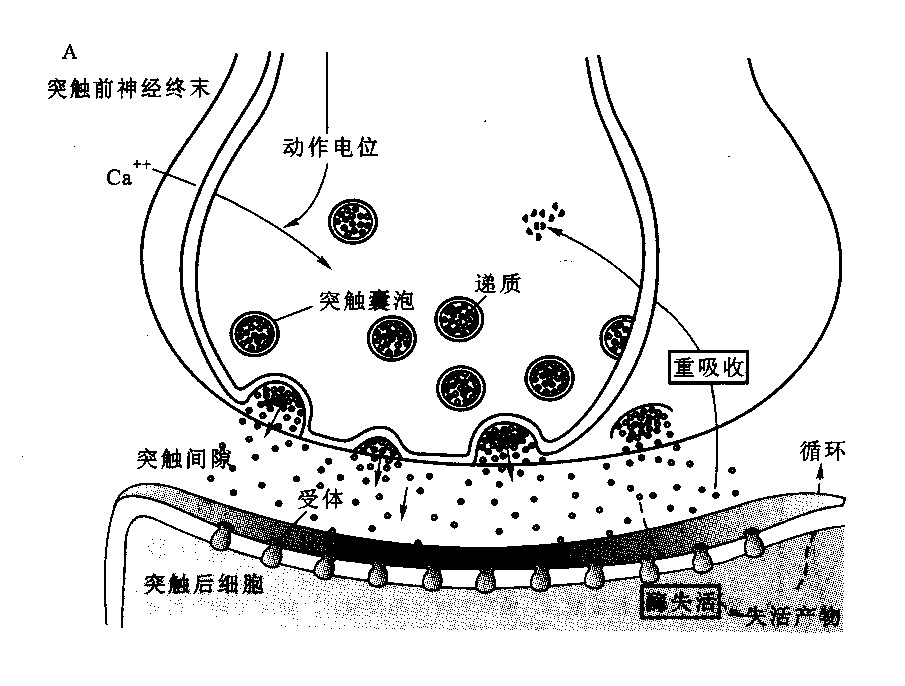 突触传递机制示意图.jpg