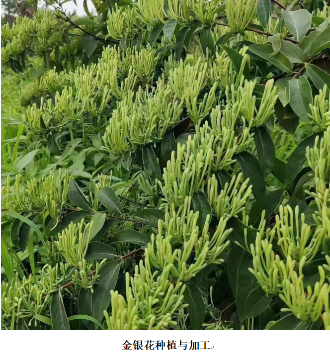 1732261550561 1732261550561.png