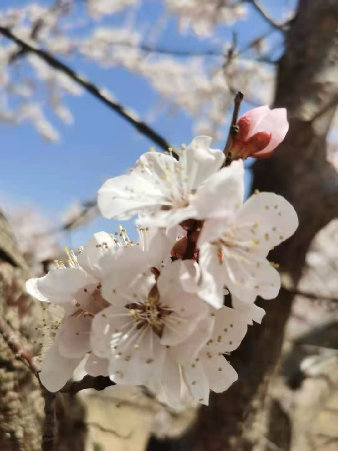 00526ad61817aef32922d3d0830766f 00526ad61817aef32922d3d0830766f.jpg