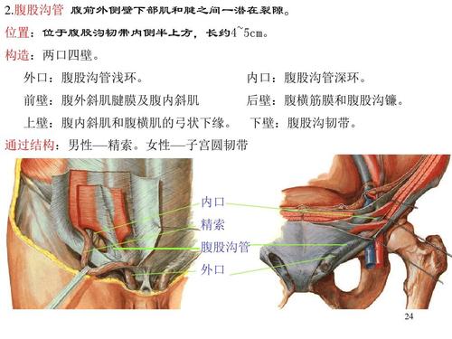 腹股沟管.jpg
