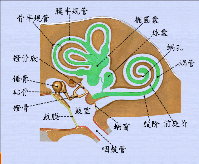 内耳 (2).png