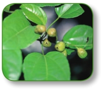 pagenumber_ebook=91,pagenumber_book=78