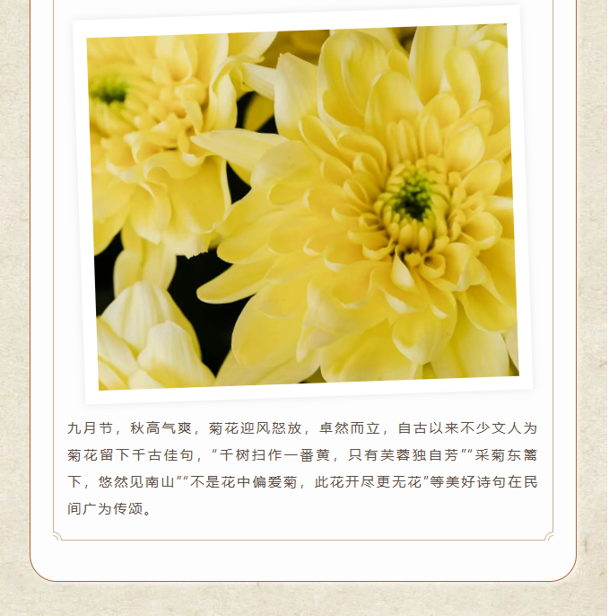 image.png?v=1762073929220