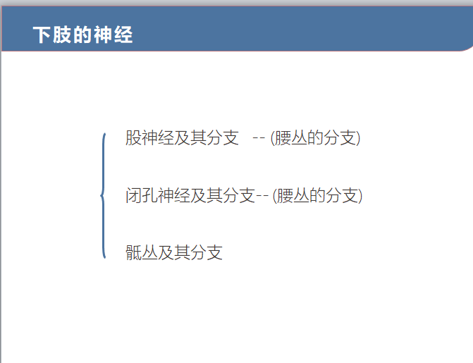 9.12 下肢的神经.png