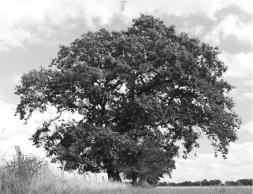 pagenumber_ebook=197,pagenumber_book=187