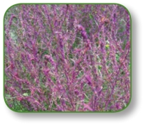 pagenumber_ebook=120,pagenumber_book=107