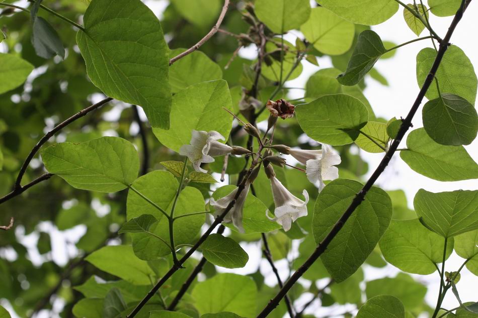 白花泡桐15.jpg