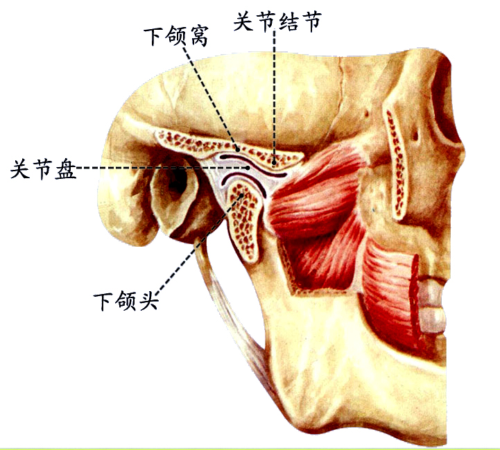 下颌关节.jpg