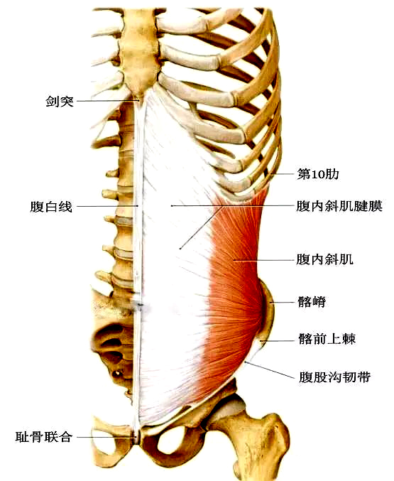 腹内斜肌.jpeg