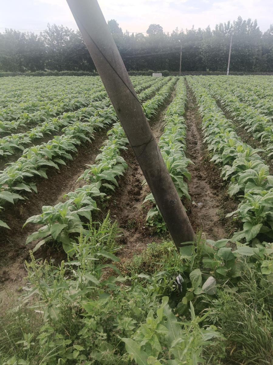 产业引领促振兴3